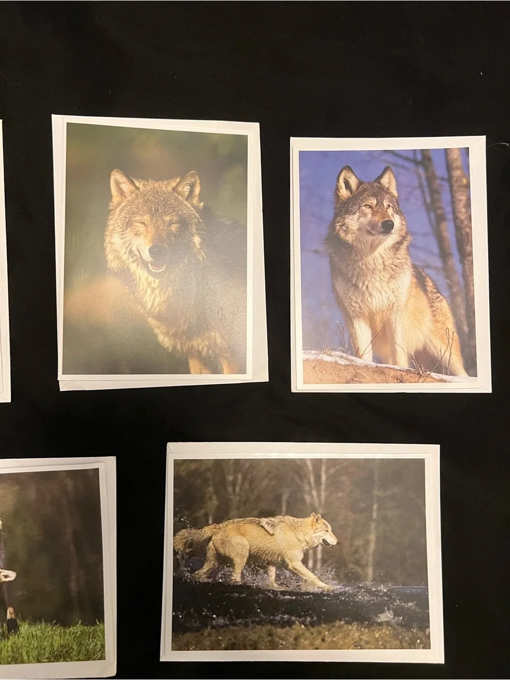 Wolf Greeting Card Bundle